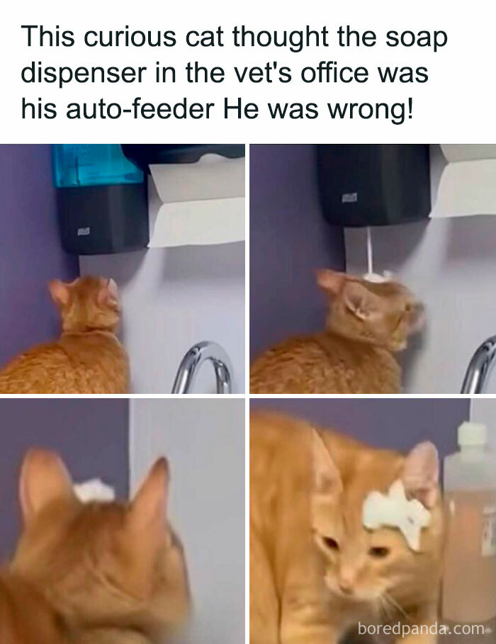 Curious cat thinks soap dispenser is auto-feeder in vet office meme