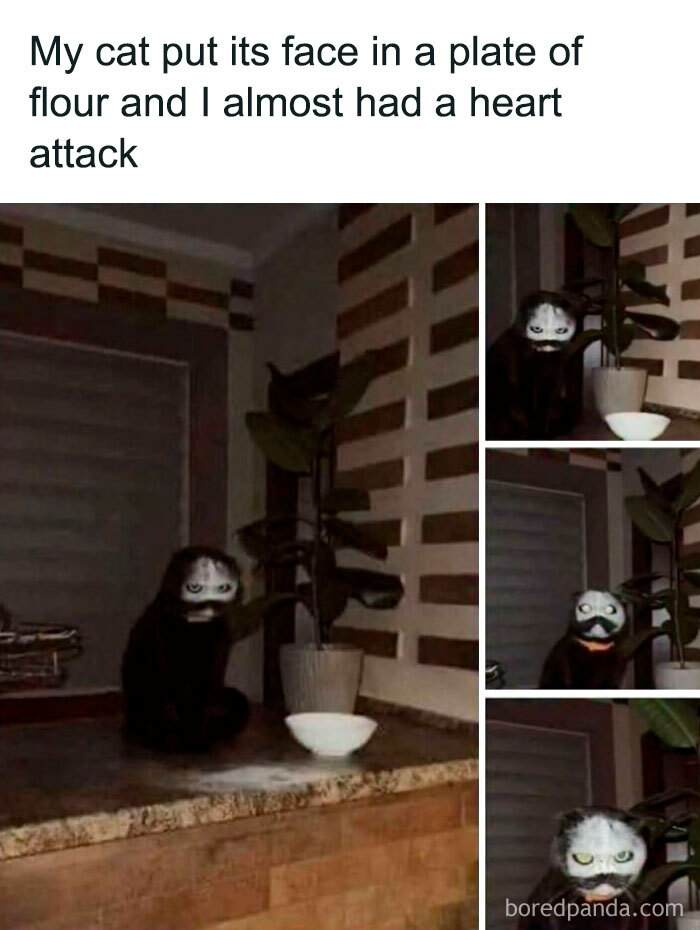 Cat with flour on its face resembling a scary mask meme