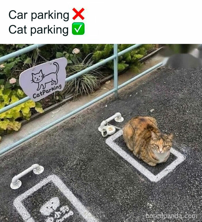Funny cat parking spot with cat sitting in a marked space