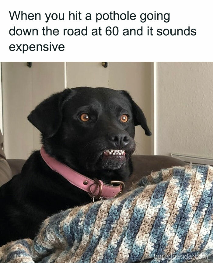 Funny meme about hitting a pothole with anxious dog expression
