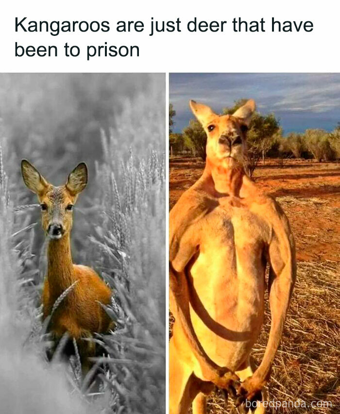 Funny comparison meme kangaroos as deer that went to prison
