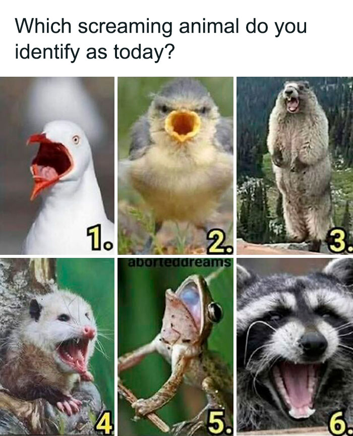 Collage of screaming animals for relatable funny animal meme