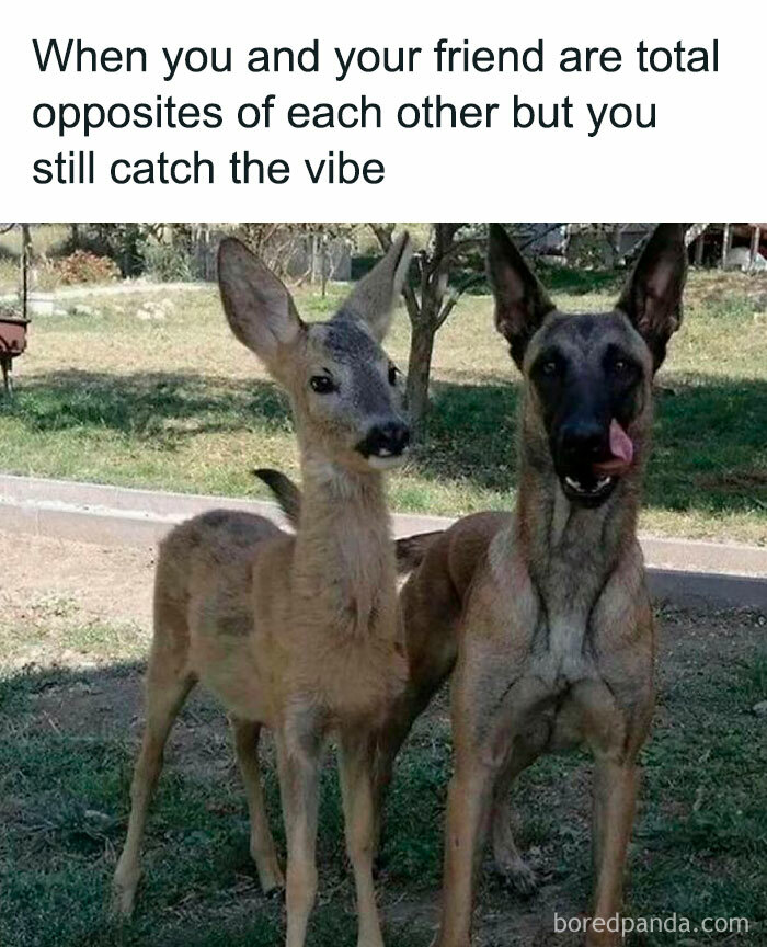 Deer and dog standing together showing opposite but matching vibes