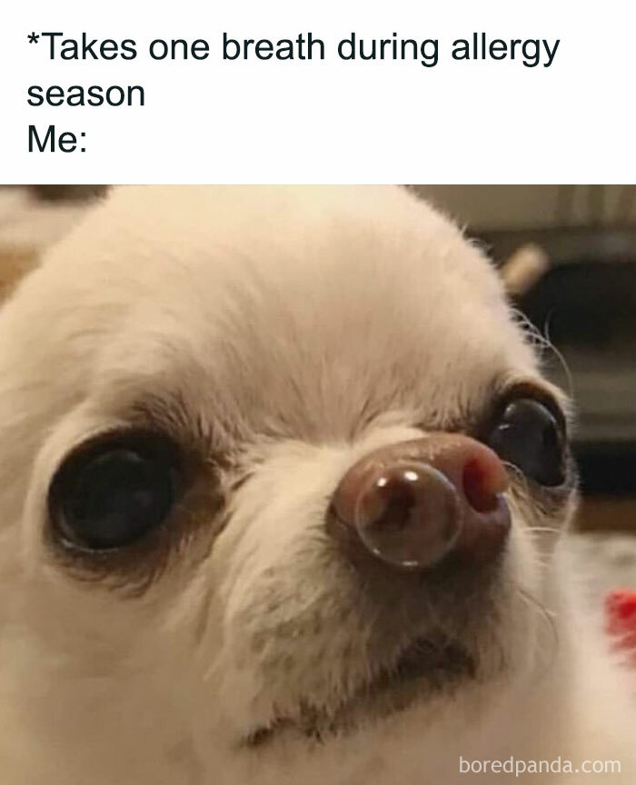 Close-up of dog with bubble on nose during allergy season meme