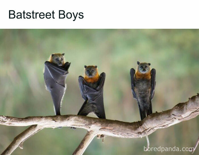 Three bats hanging on branch bat animal memes