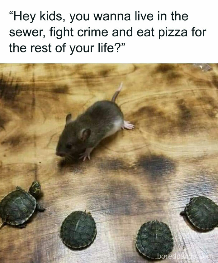 Mouse and turtles on wood surface animal memes