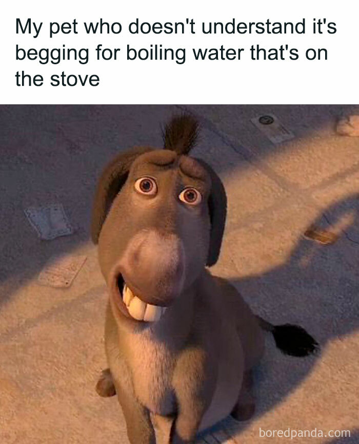 Animated donkey looking confused about boiling water on stove animal meme