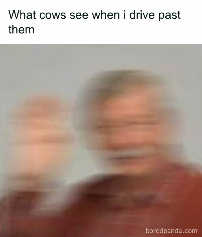 Blurry image representing cows' blurry vision of a driver passing by animal memes