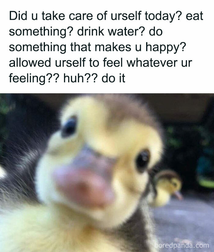Close-up of a duckling encouraging self-care and happiness animal meme