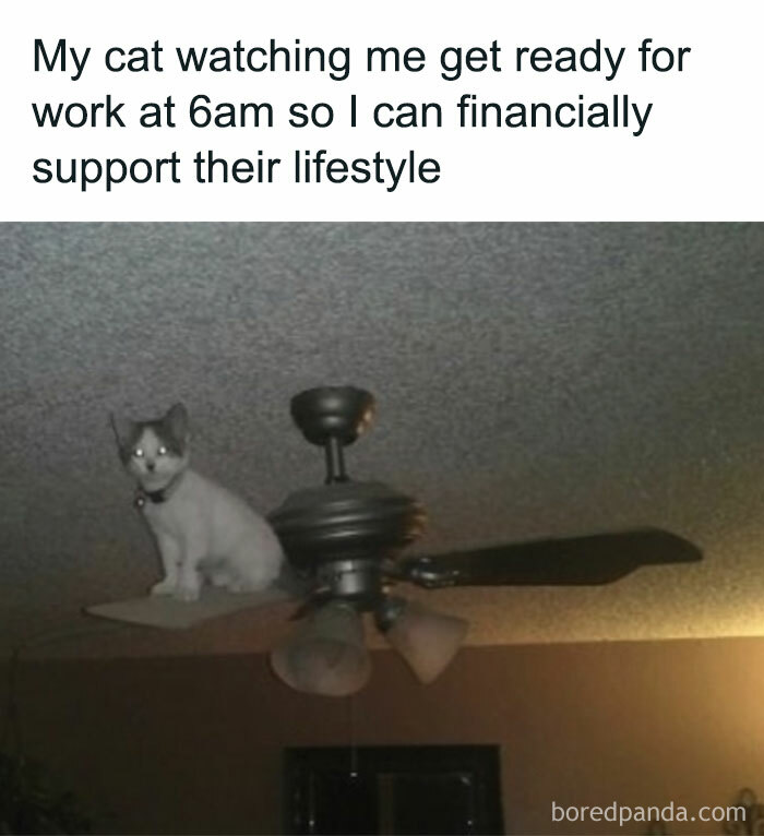 Cat sitting on ceiling fan blades watching owner animal memes