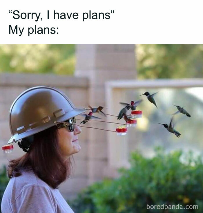 Woman wearing a helmet with hummingbird feeders surrounded by hummingbirds animal memes