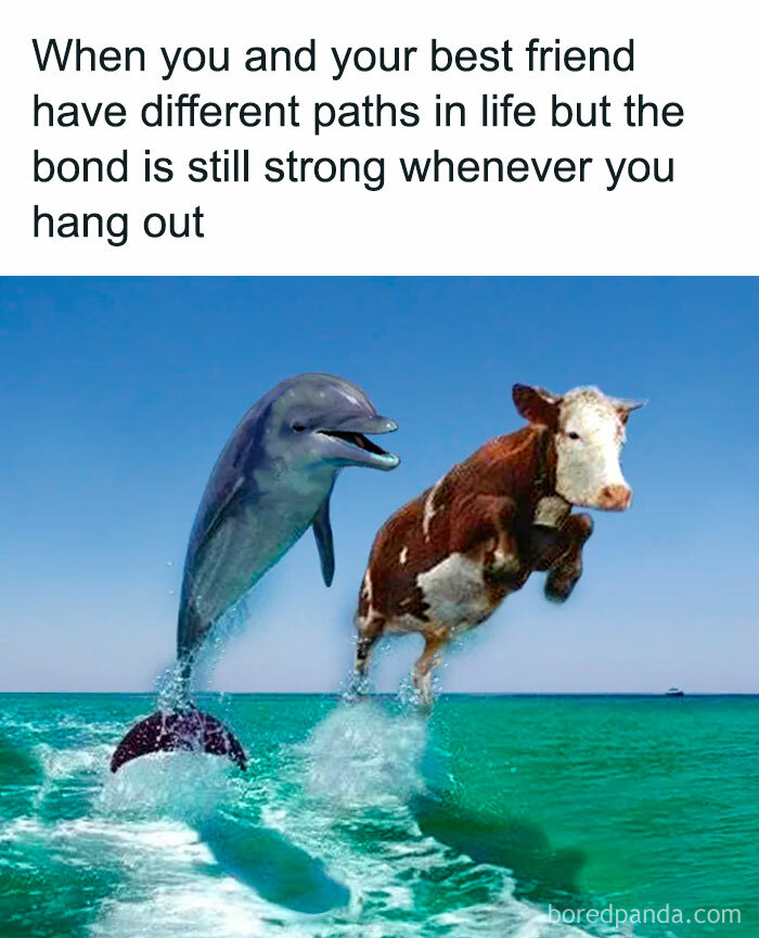 Dolphin and cow jumping out of the ocean showing strong animal friendship meme