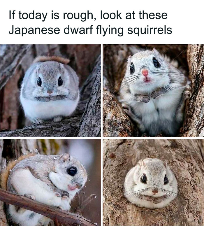 Japanese dwarf flying squirrels looking cute on tree