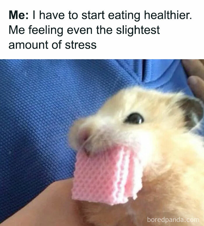 Hamster meme about stress eating unhealthy food