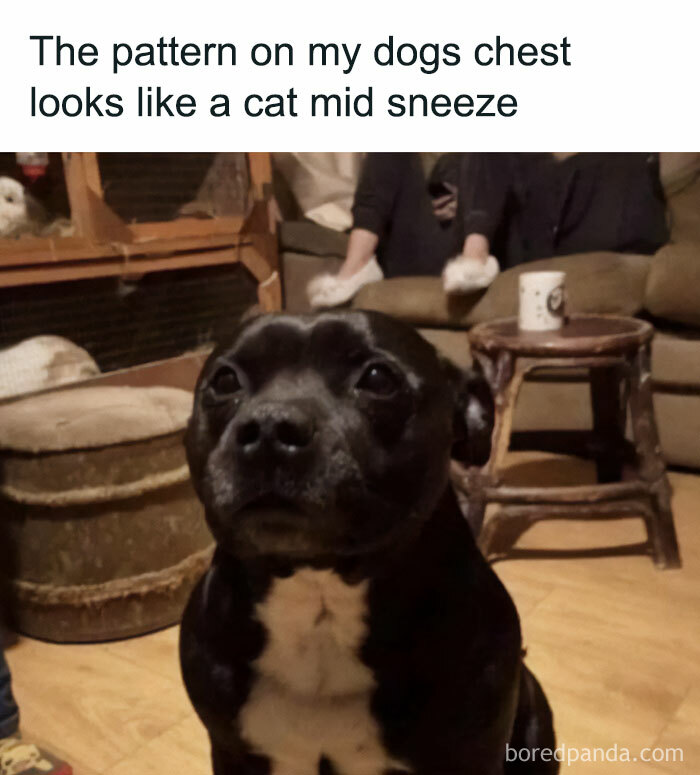 Dog chest pattern resembles a cat mid sneeze animal meme