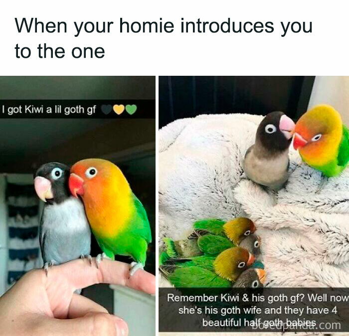 Two colorful birds and their babies in animal memes