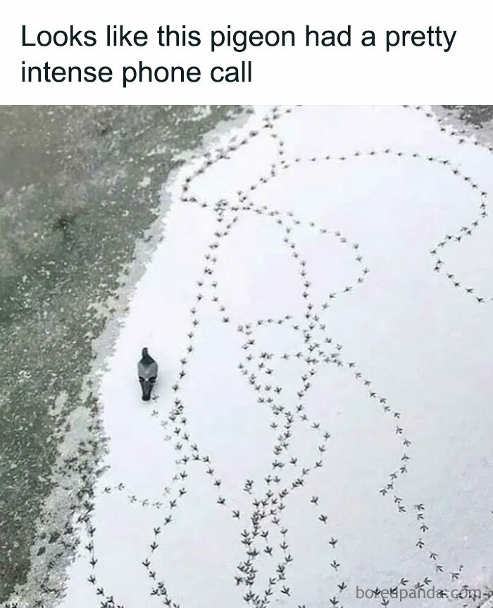 Pigeon tracks in snow showing funny pattern animal memes