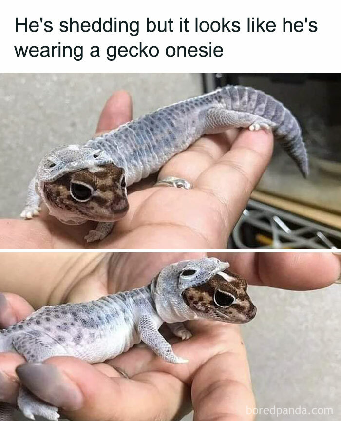 Gecko shedding skin looks like wearing a gecko onesie held in hand
