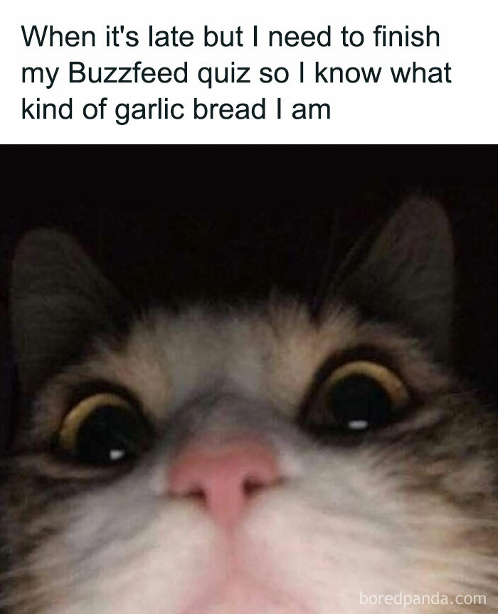 Close-up of a cat with wide eyes late night animal memes