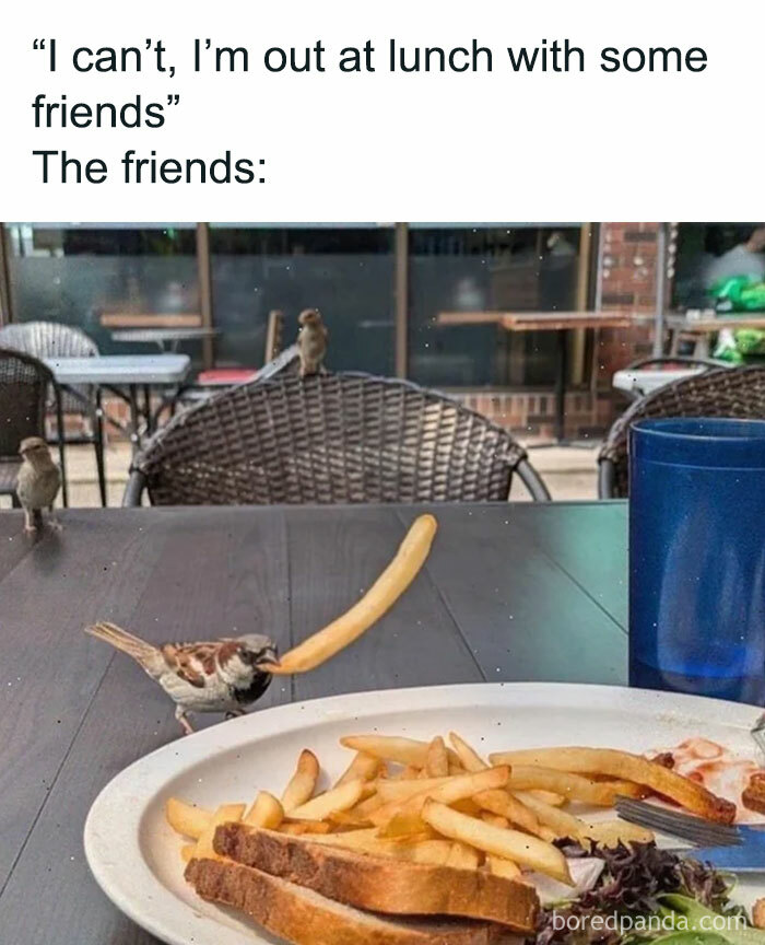 Sparrow stealing french fry from friends at lunch animal meme