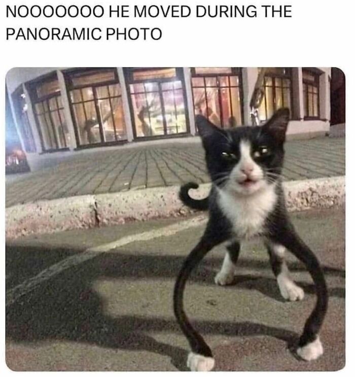 A black and white cat with comically long, distorted front legs from a panoramic photo error. This cat meme is hilarious!