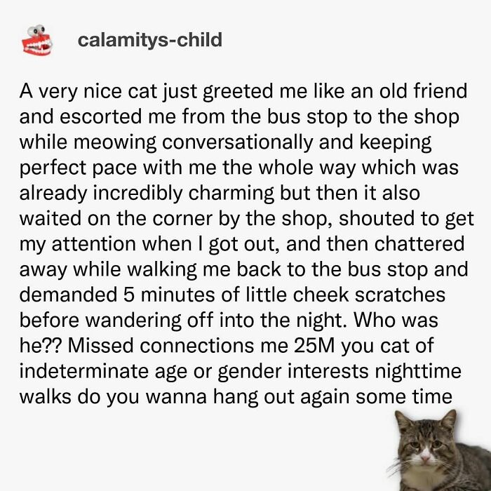 Memes-I-Wish-Could-Tag-My-Cat-In