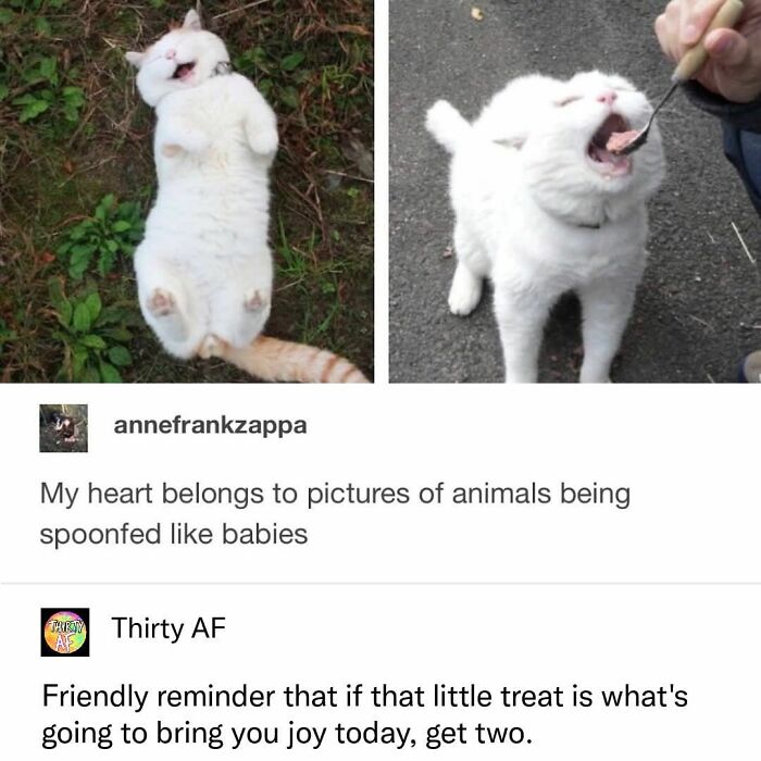 Two funny cat memes. One cat lies on its back smiling, the other is being spoon-fed. These are great cat memes.