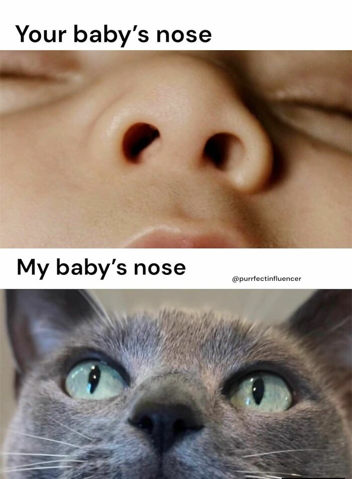 A meme comparing a human baby's nose to a cat's nose, a humorous image for cats memes.