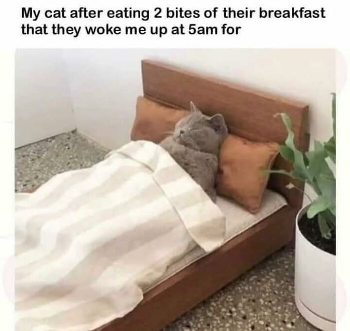 A cat meme of a fluffy gray cat asleep in a tiny bed, tucked under covers. This cat would love internet memes!