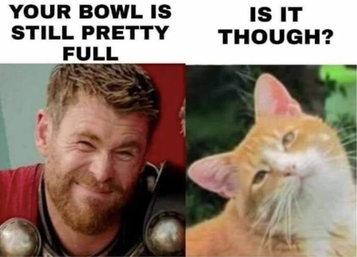 A humorous meme featuring Chris Hemsworth and an orange cat. Perfect for fans of funny cats and internet memes.