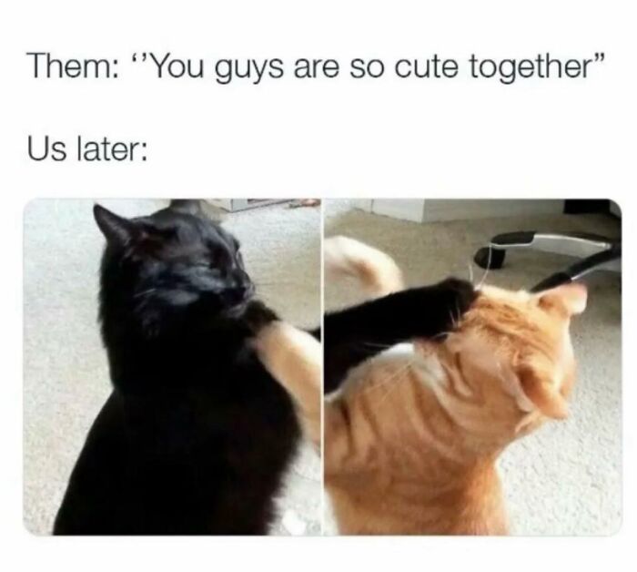 A meme showing two cats, a black one and an orange one, fighting after being called cute. Funny cat memes for internet users.