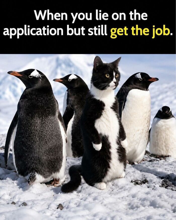 A funny cat meme featuring a tuxedo cat standing among penguins in a snowy landscape, captioned "When you lie on the application but still get the job."