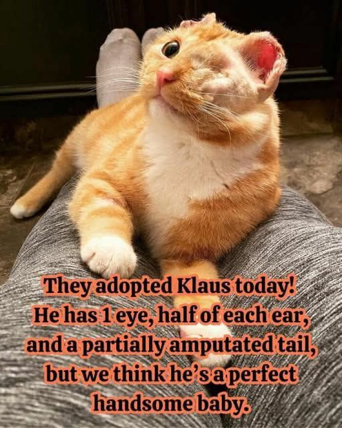A cute ginger cat, Klaus, adopted today despite missing an eye, parts of its ears, and tail. Perfect for cat memes.
