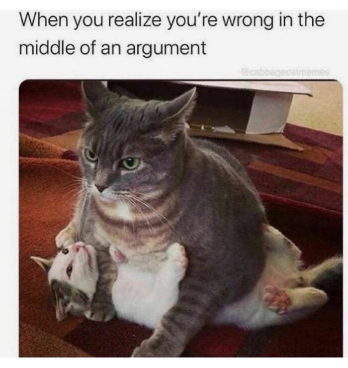 Funny cats meme: a large grey cat sitting on a small white kitten, conveying awkward realization. Great cats memes.