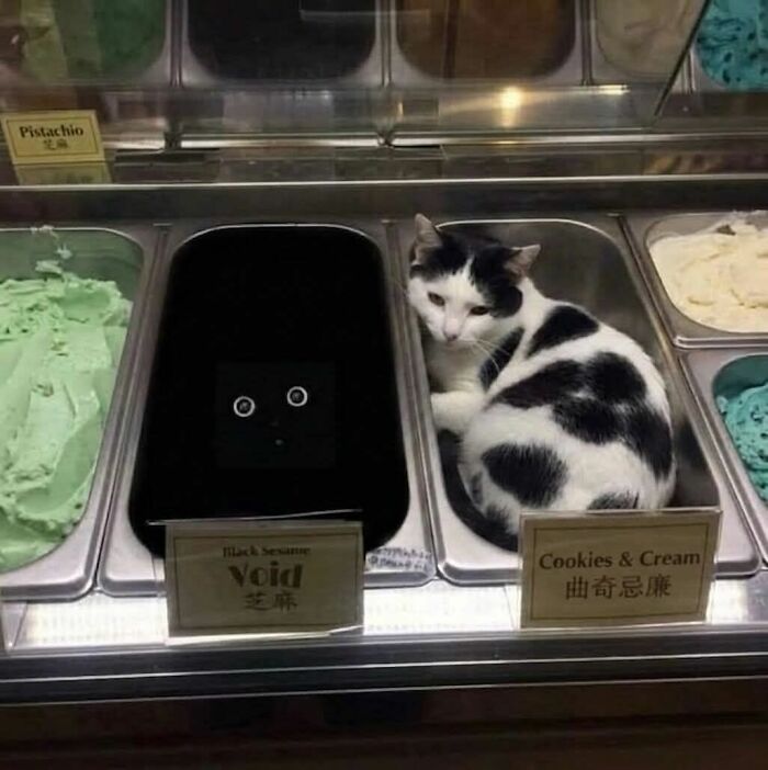Memes-I-Wish-Could-Tag-My-Cat-In