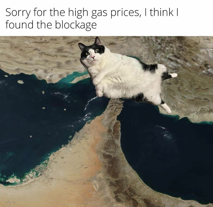 A funny meme of a giant cat blocking a sea channel on a satellite map, causing high gas prices. Cats love these memes!