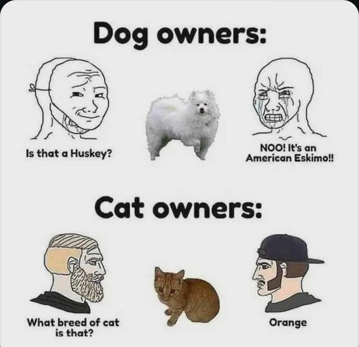 Memes-I-Wish-Could-Tag-My-Cat-In