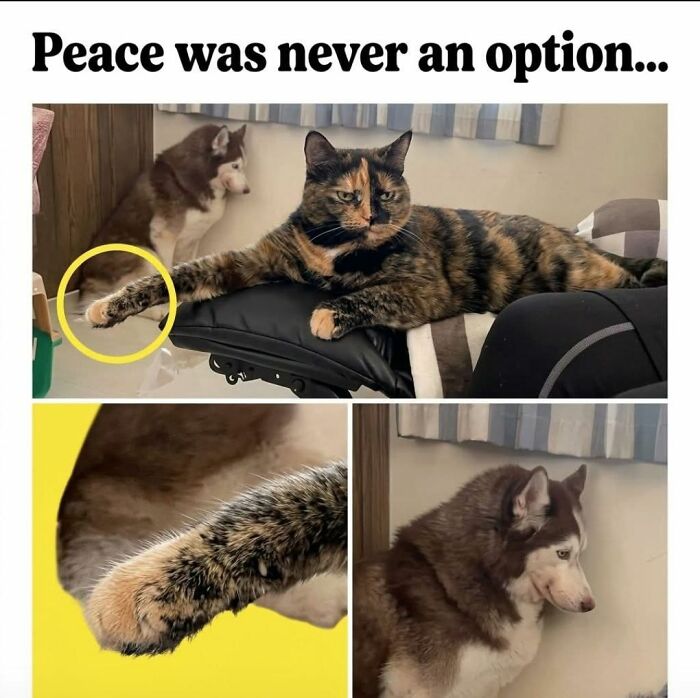 Memes-I-Wish-Could-Tag-My-Cat-In