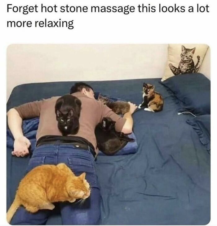 Memes-I-Wish-Could-Tag-My-Cat-In