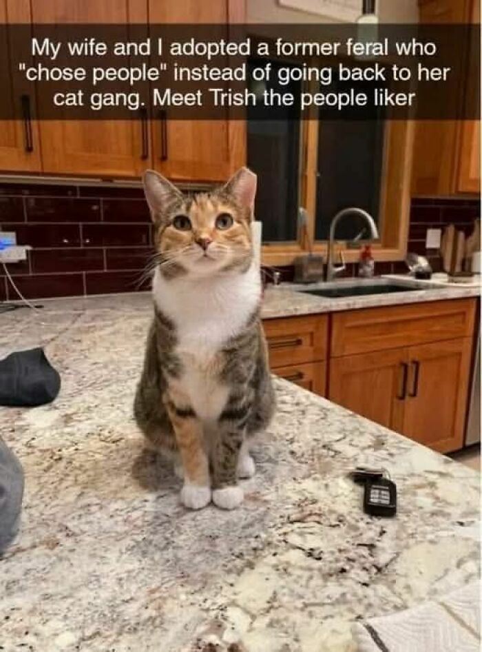 Memes-I-Wish-Could-Tag-My-Cat-In