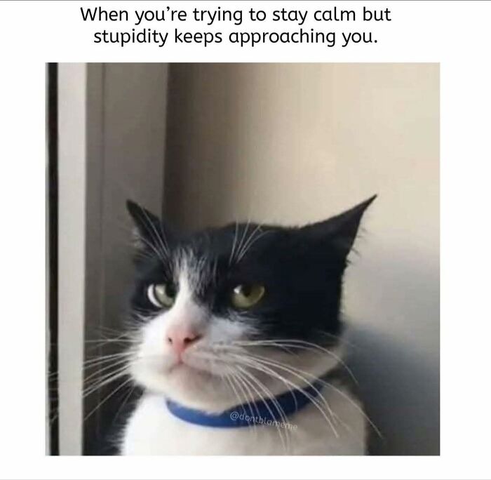 A black and white cat with a blue collar looks annoyed, embodying a popular cat meme about stupidity.
