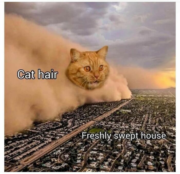 Humorous meme showing an orange cat's head in a massive cloud of cat hair, overwhelming a freshly swept house. Great for cat memes.