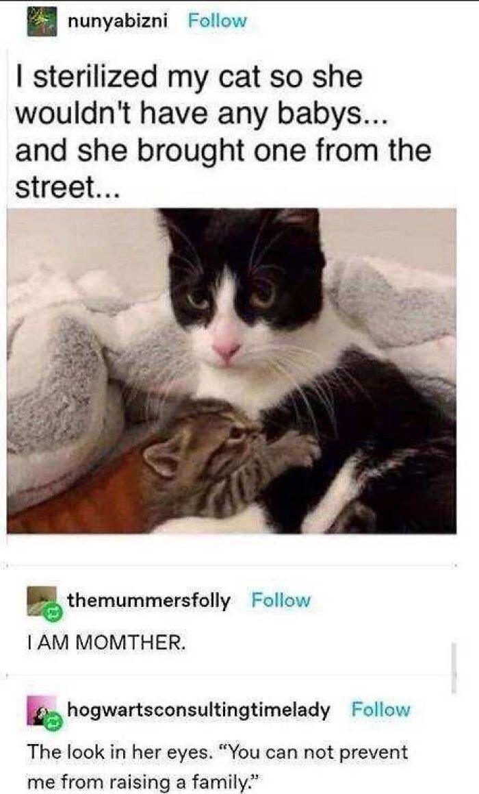 A touching cat meme featuring a black and white cat cuddling a tiny kitten, with humorous text about sterilization.