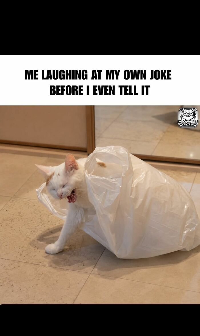 A white cat stuck in a plastic bag, yawning or laughing, with the text "ME LAUGHING AT MY OWN JOKE BEFORE I EVEN TELL IT." A funny cat meme.