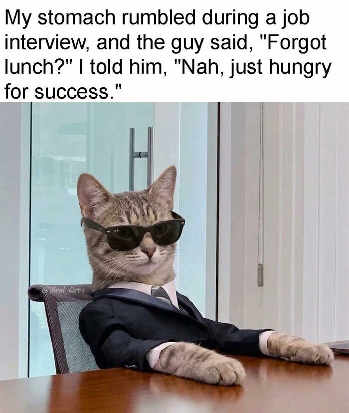 A cat in a suit and sunglasses sits at a table during a job interview, illustrating funny cat memes.