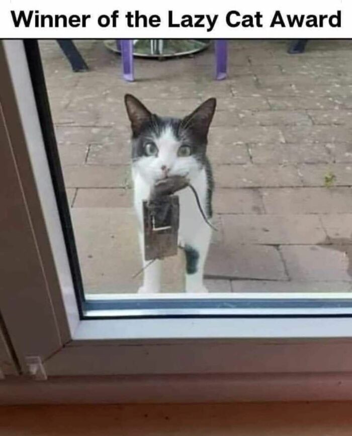 A cat outside a glass door holding a computer mouse with a caption about the Lazy Cat Award. Cats and memes.