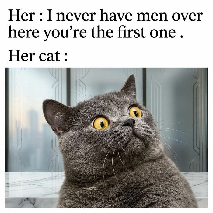 A funny cat meme featuring a surprised grey cat with wide yellow eyes, perfect for cat memes.