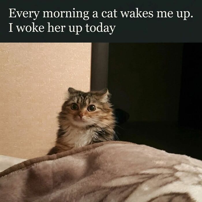 A wide-eyed, fluffy cat looking surprised from under a blanket. This cat meme captures a funny moment.