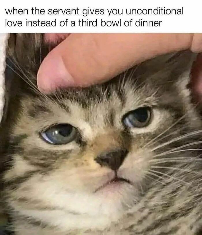 A human hand petting a tabby kitten looking unimpressed. A popular image for cat memes.