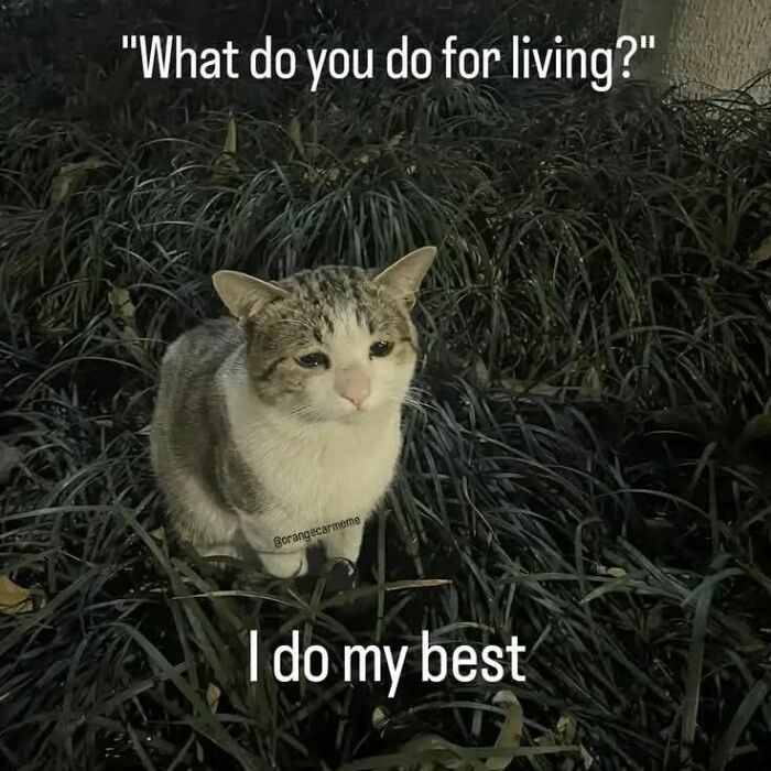 A sad cat meme in dark grass with text What do you do for a living? I do my best. Many cat memes here.